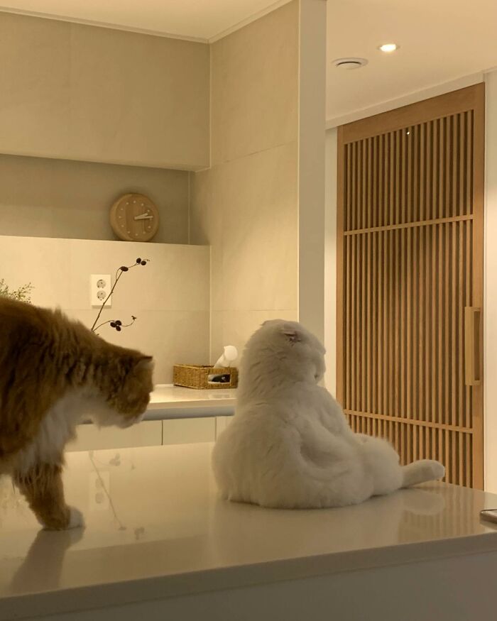 Cat Refuses Owner’s Attempts At Cuddling, And It Has Gone Viral On The Internet Cat Refuses Owner’s Attempts At Cuddling, And It Has Gone Viral On The Internet