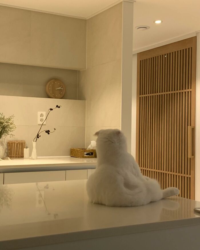 Cat Refuses Owner’s Attempts At Cuddling, And It Has Gone Viral On The Internet Cat Refuses Owner’s Attempts At Cuddling, And It Has Gone Viral On The Internet