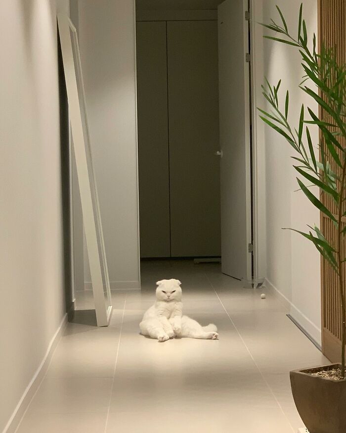 Cat Refuses Owner’s Attempts At Cuddling, And It Has Gone Viral On The Internet Cat Refuses Owner’s Attempts At Cuddling, And It Has Gone Viral On The Internet