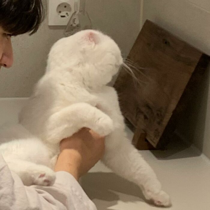Cat Refuses Owner’s Attempts At Cuddling, And It Has Gone Viral On The Internet Cat Refuses Owner’s Attempts At Cuddling, And It Has Gone Viral On The Internet