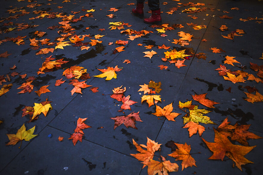 Day 343: Fall Colors Are Stunning