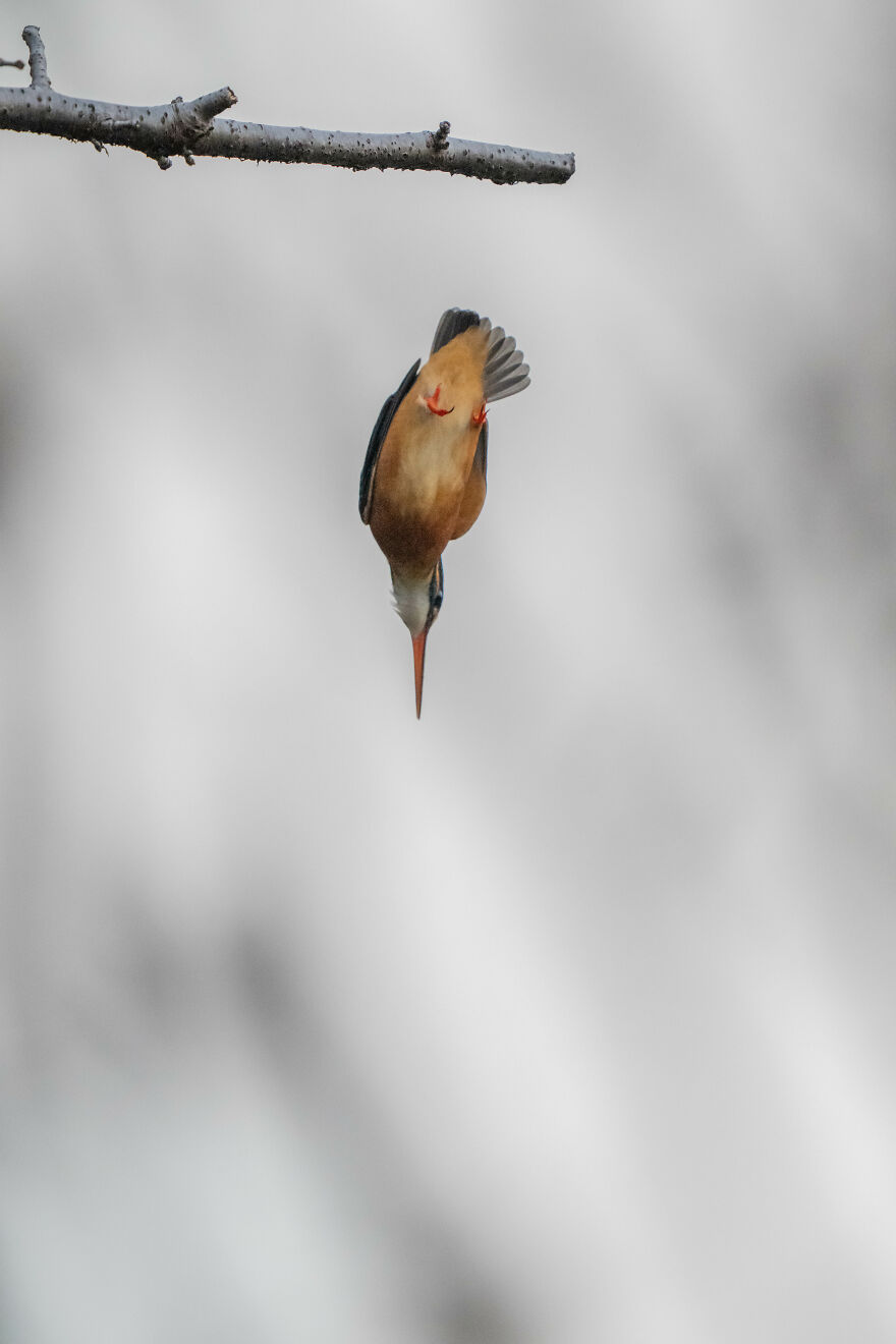 I Capture Every Move Of Diving Kingfishers