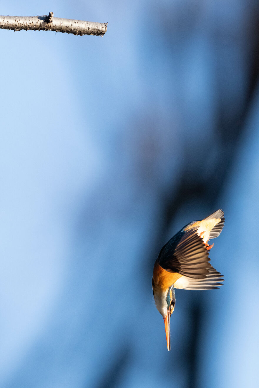 I Capture Every Move Of Diving Kingfishers