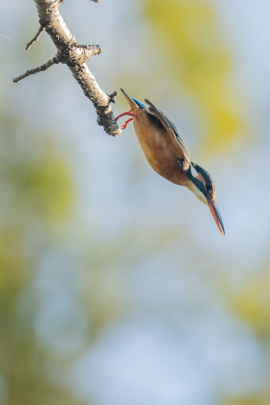 I Capture Every Move Of Diving Kingfishers