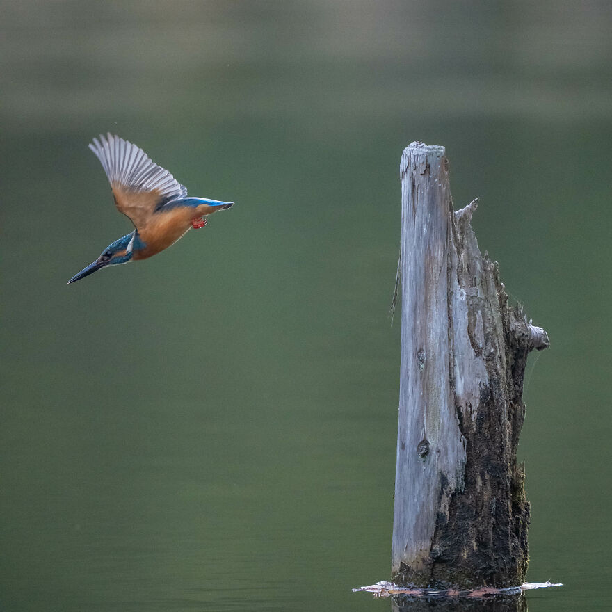 I Capture Every Move Of Diving Kingfishers