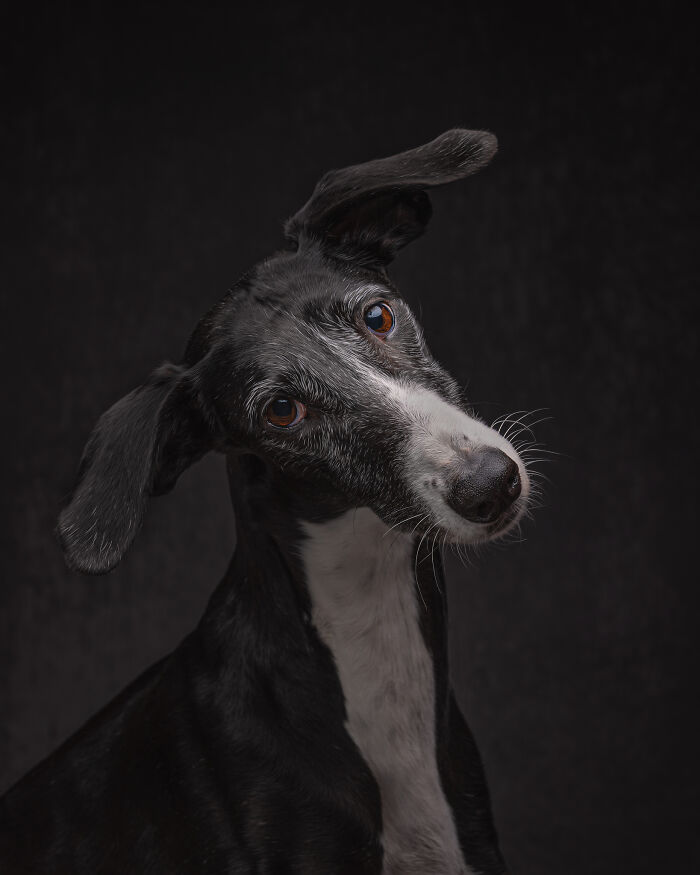 Dia Del Galgo– World Galgo Day