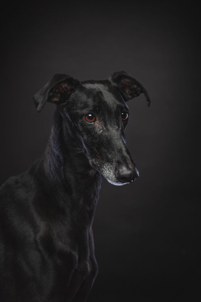 Dia Del Galgo– World Galgo Day