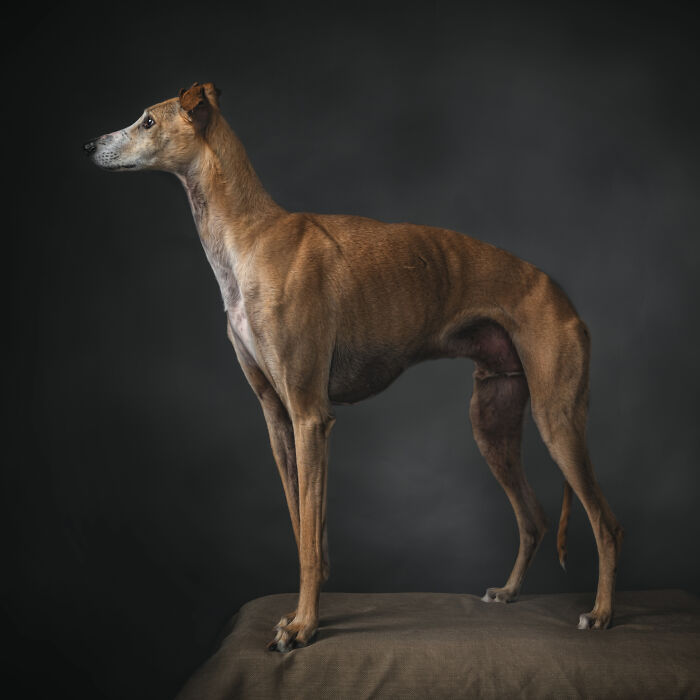 Dia Del Galgo– World Galgo Day