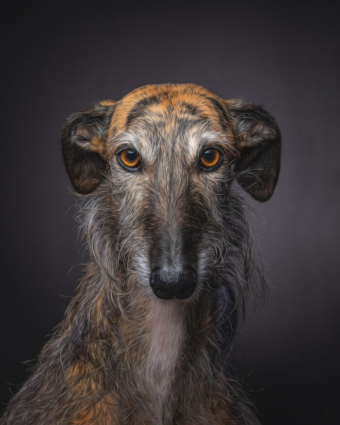 Dia Del Galgo– World Galgo Day