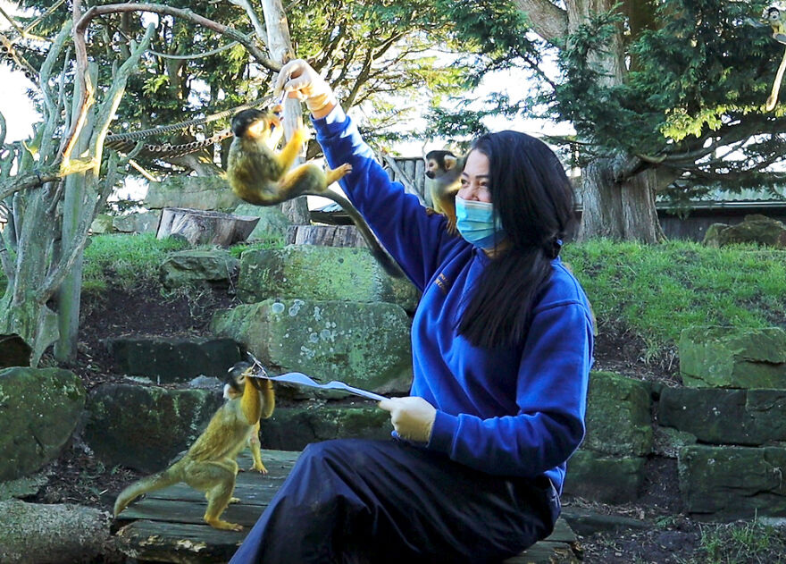 Drusillas Zoo Counts Every Paw, Claw, Feather, And Fang For Annual Stock Take