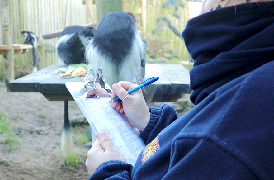 Drusillas Zoo Counts Every Paw, Claw, Feather, And Fang For Annual Stock Take