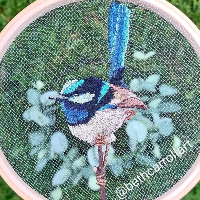 Superb Fairy Wren