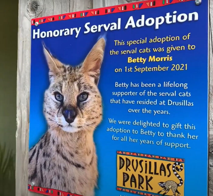 This 100-Year-Old Woman Had A Lifelong Ambition To Meet A Serval Cat And Her Dream Came True