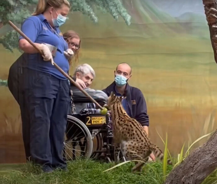 This 100-Year-Old Woman Had A Lifelong Ambition To Meet A Serval Cat And Her Dream Came True