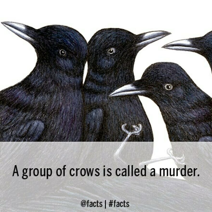 #facts #crow #murder #spooky
