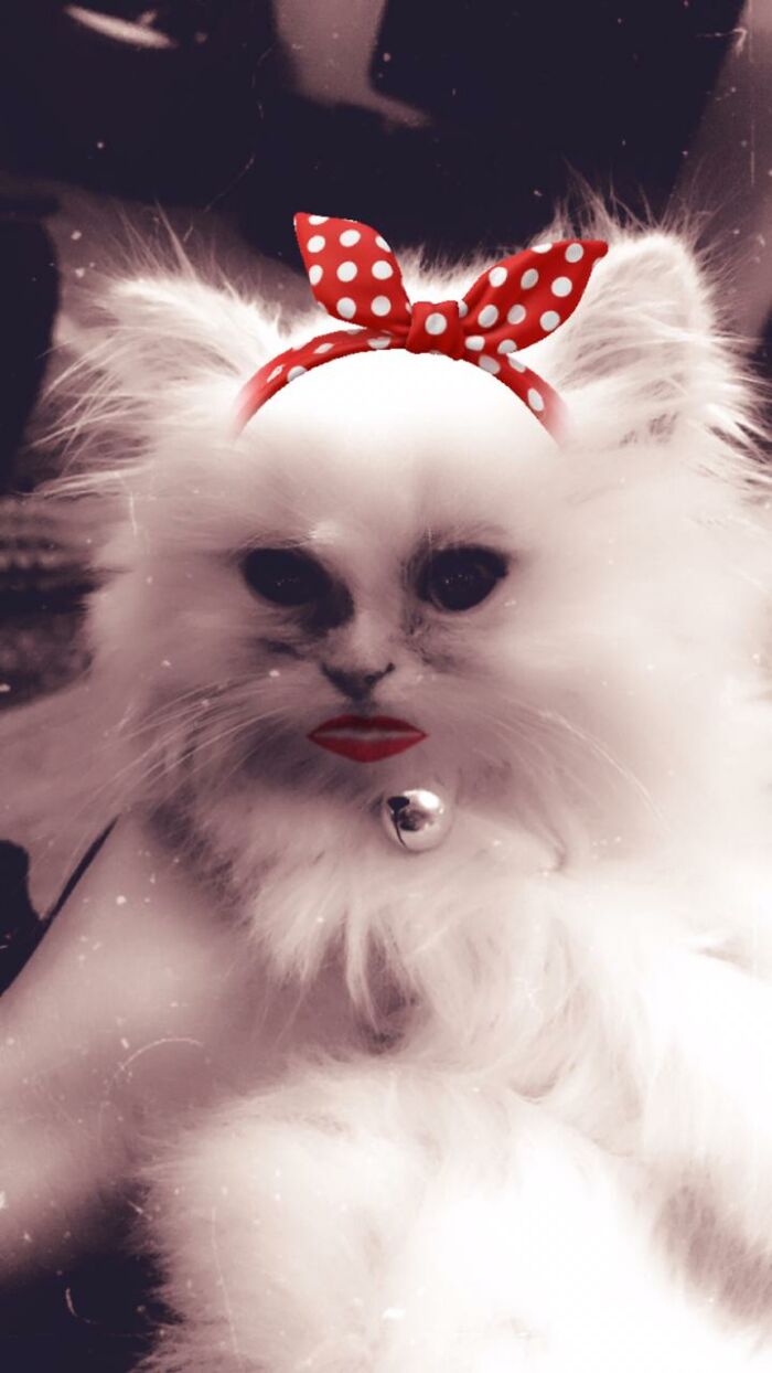 Here Is My Pet Suger's Silly/Bad Pic