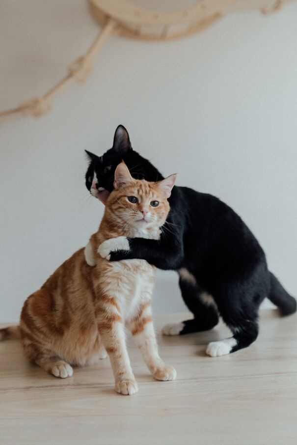 2 Cats Hugging