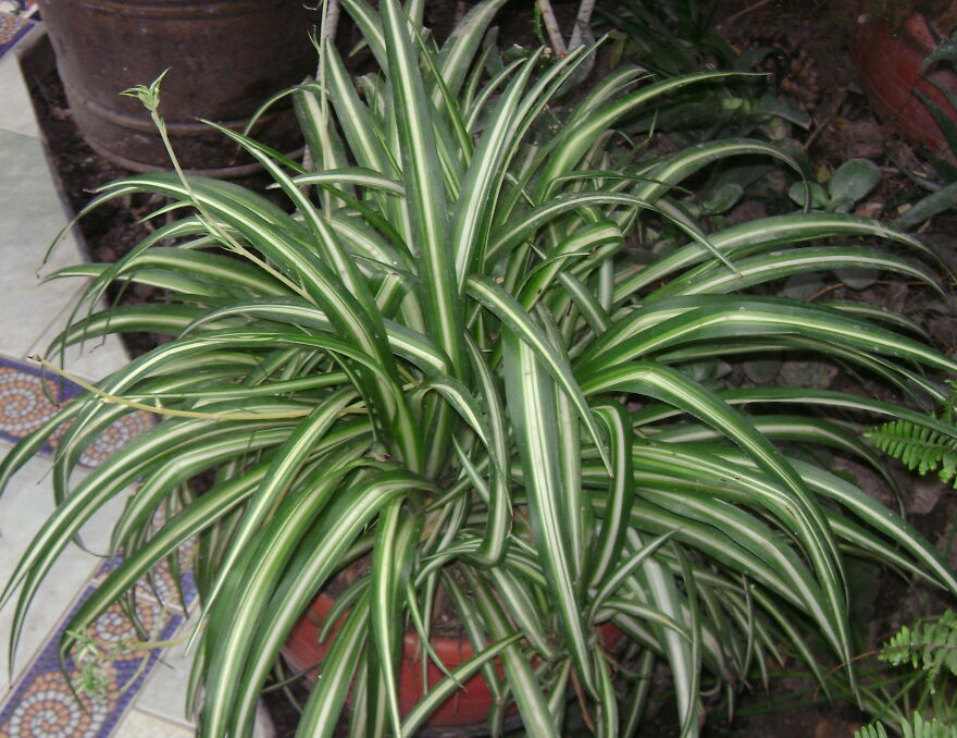 I Recommend These Pet-Friendly Houseplants That Can Coexist Safely With Your Cats And Dogs I Recommend These Pet-Friendly Houseplants That Can Coexist Safely With Your Cats And Dogs