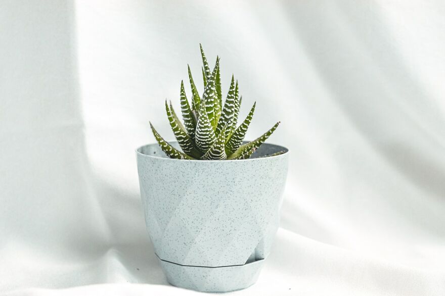 I Recommend These Pet-Friendly Houseplants That Can Coexist Safely With Your Cats And Dogs I Recommend These Pet-Friendly Houseplants That Can Coexist Safely With Your Cats And Dogs