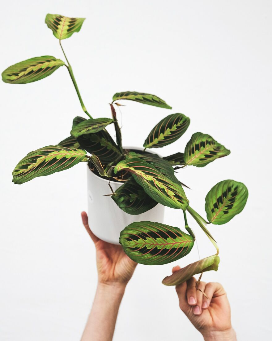 I Recommend These Pet-Friendly Houseplants That Can Coexist Safely With Your Cats And Dogs I Recommend These Pet-Friendly Houseplants That Can Coexist Safely With Your Cats And Dogs