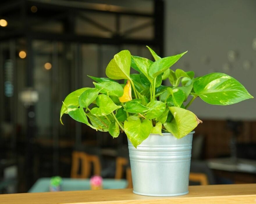 I Recommend These Pet-Friendly Houseplants That Can Coexist Safely With Your Cats And Dogs I Recommend These Pet-Friendly Houseplants That Can Coexist Safely With Your Cats And Dogs