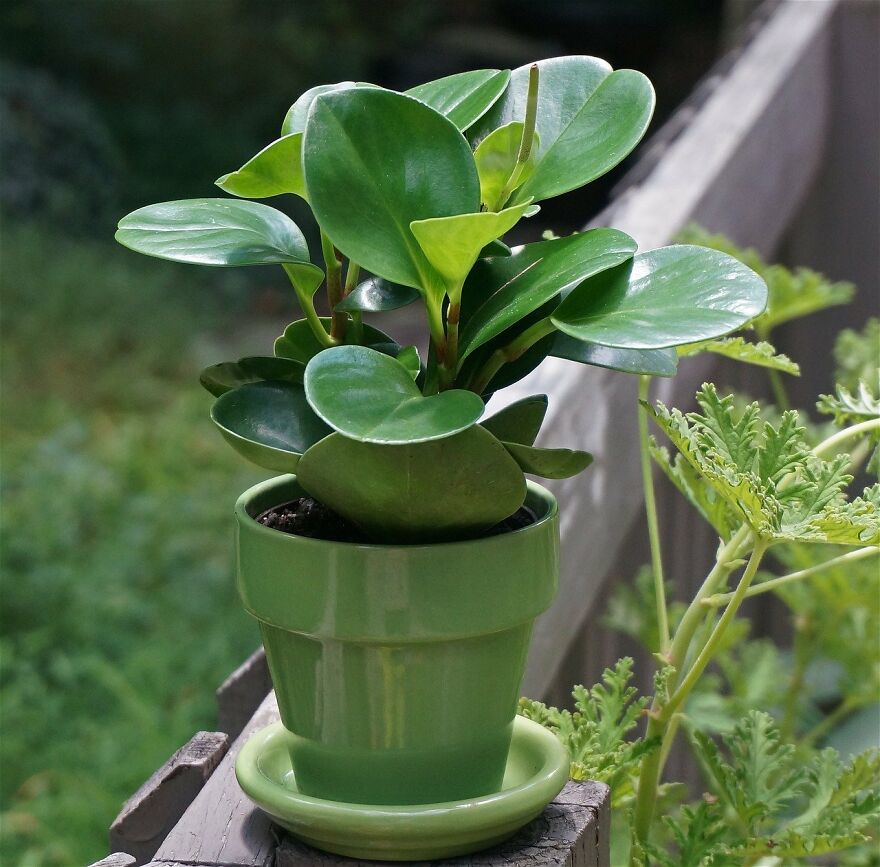 I Recommend These Pet-Friendly Houseplants That Can Coexist Safely With Your Cats And Dogs I Recommend These Pet-Friendly Houseplants That Can Coexist Safely With Your Cats And Dogs