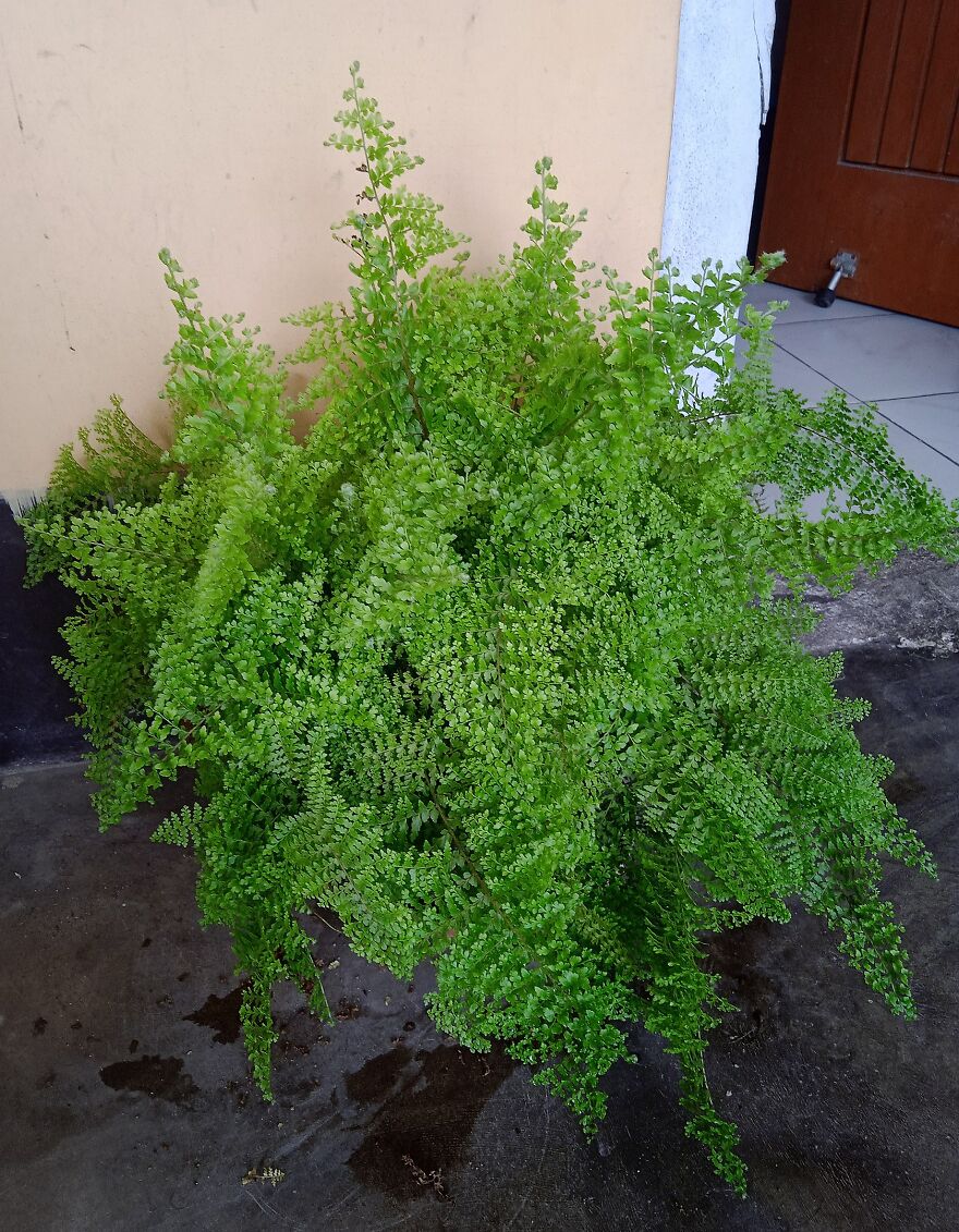 I Recommend These Pet-Friendly Houseplants That Can Coexist Safely With Your Cats And Dogs I Recommend These Pet-Friendly Houseplants That Can Coexist Safely With Your Cats And Dogs