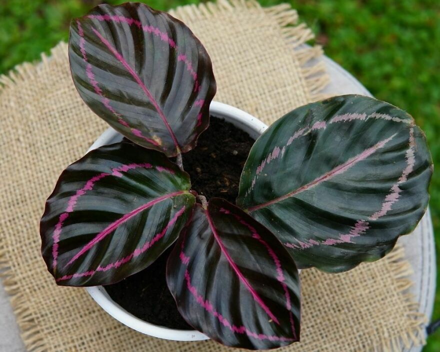 I Recommend These Pet-Friendly Houseplants That Can Coexist Safely With Your Cats And Dogs I Recommend These Pet-Friendly Houseplants That Can Coexist Safely With Your Cats And Dogs