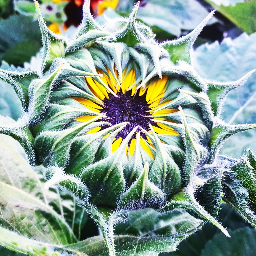 My Best 35 Flower Photos