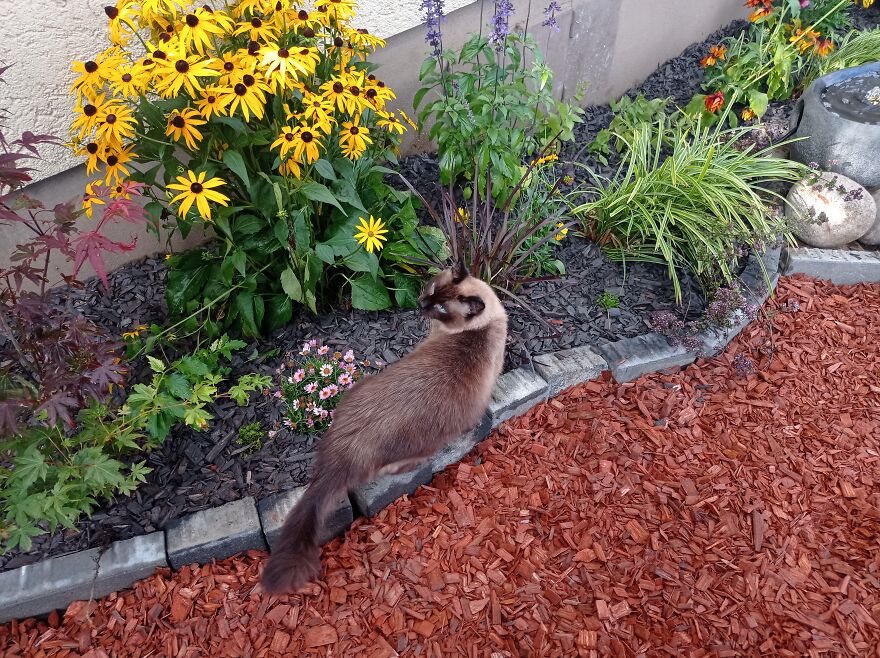 I Built A Small Outdoor Save Space For My Cats