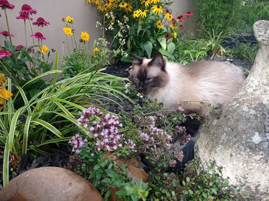 I Built A Small Outdoor Save Space For My Cats