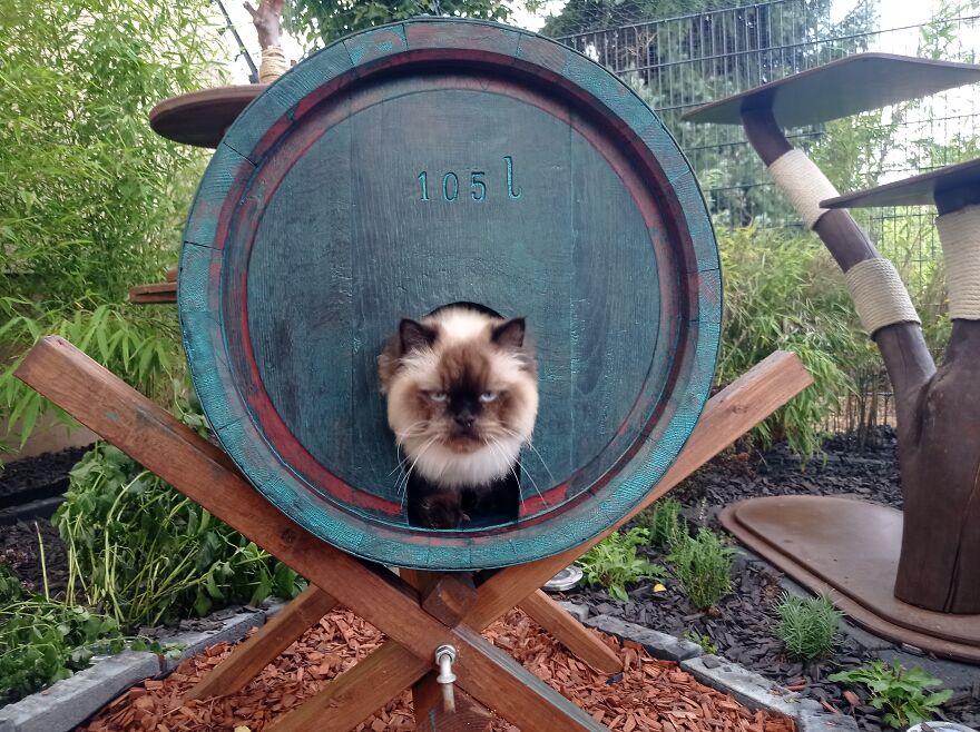 I Built A Small Outdoor Save Space For My Cats