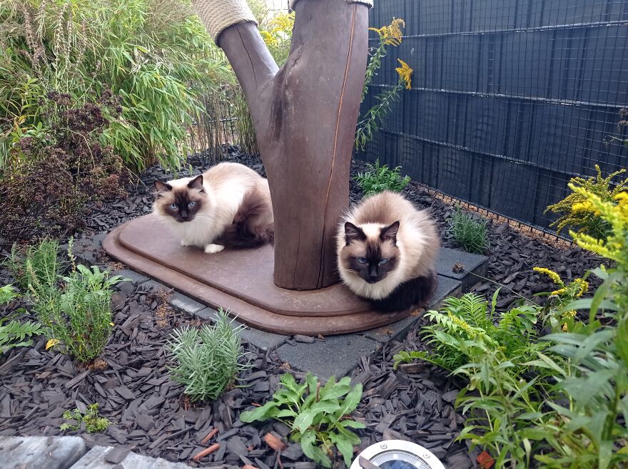 I Built A Small Outdoor Save Space For My Cats