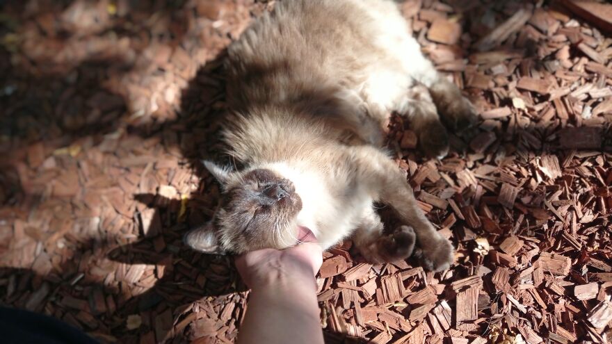 I Built A Small Outdoor Save Space For My Cats