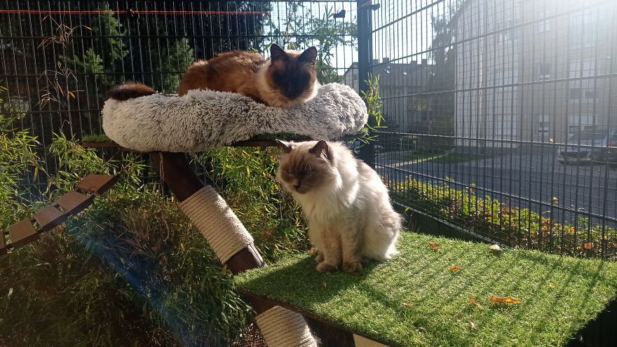 I Built A Small Outdoor Save Space For My Cats