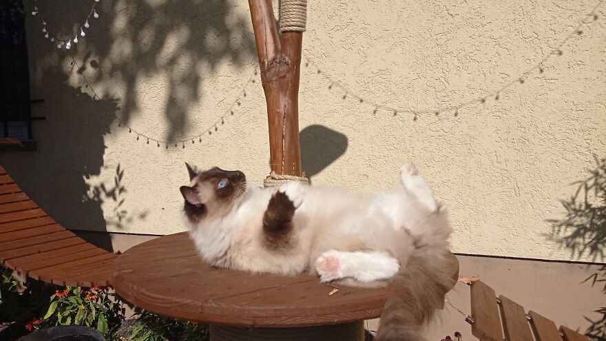 I Built A Small Outdoor Save Space For My Cats