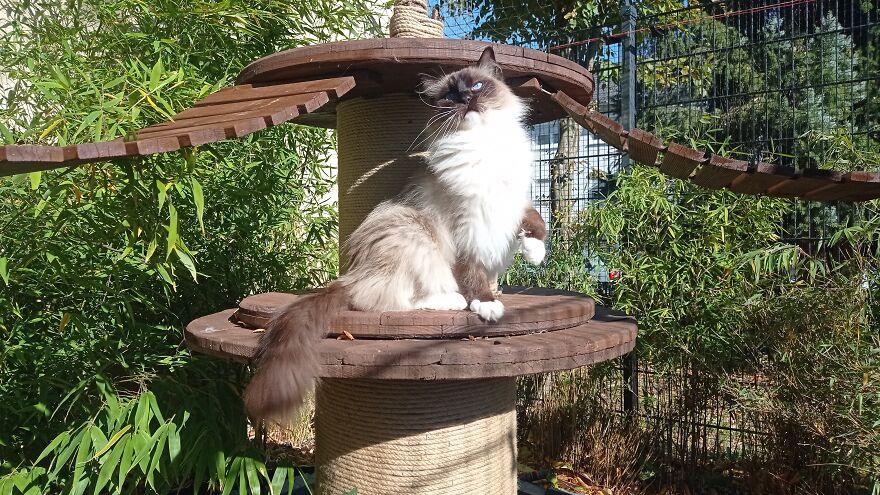 I Built A Small Outdoor Save Space For My Cats