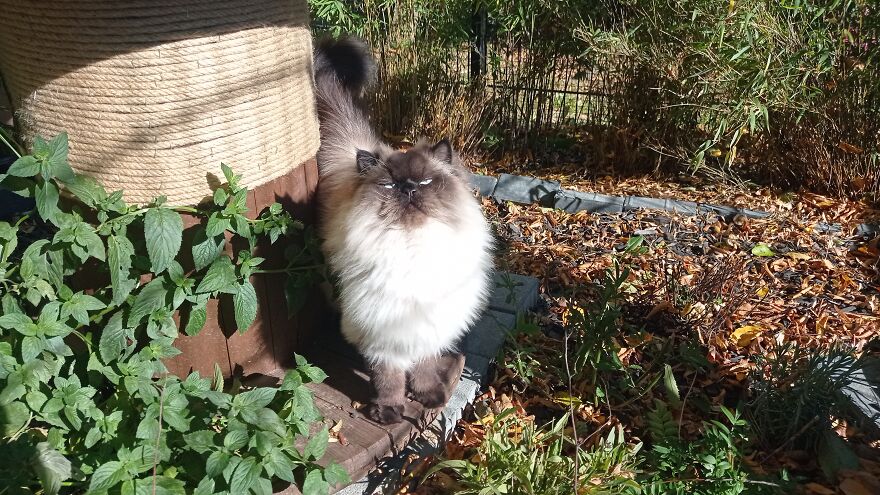 I Built A Small Outdoor Save Space For My Cats