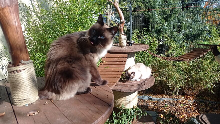 I Built A Small Outdoor Save Space For My Cats