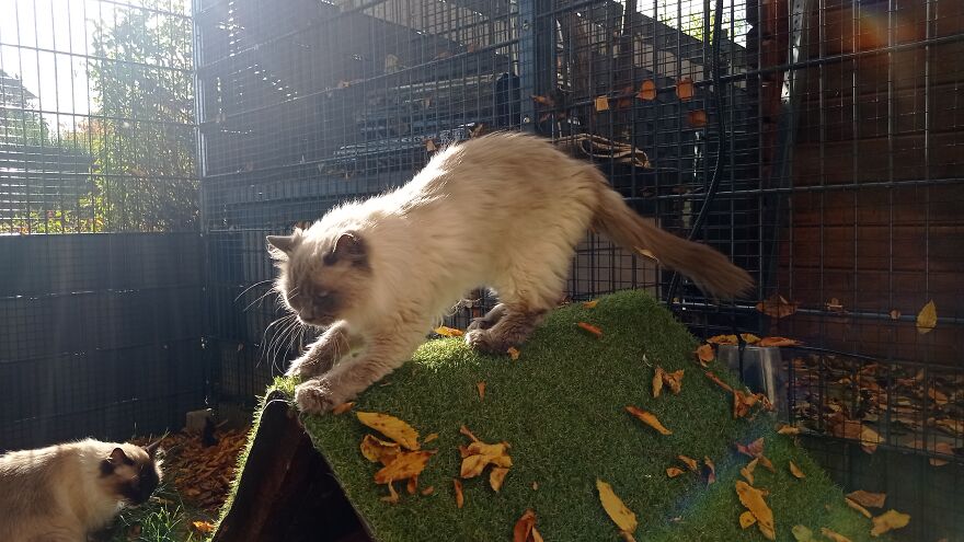 I Built A Small Outdoor Save Space For My Cats