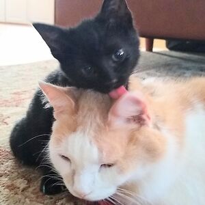 justusschmidt avatar