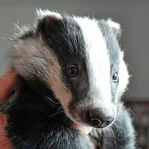 raoullartiste avatar