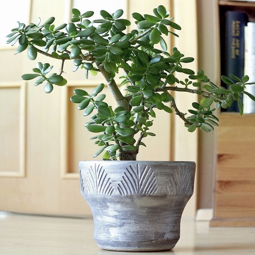 I Recommend These Pet-Friendly Houseplants That Can Coexist Safely With Your Cats And Dogs I Recommend These Pet-Friendly Houseplants That Can Coexist Safely With Your Cats And Dogs