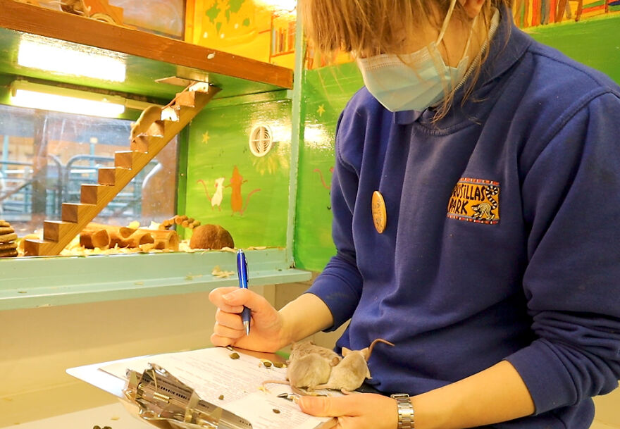 Drusillas Zoo Counts Every Paw, Claw, Feather, And Fang For Annual Stock Take