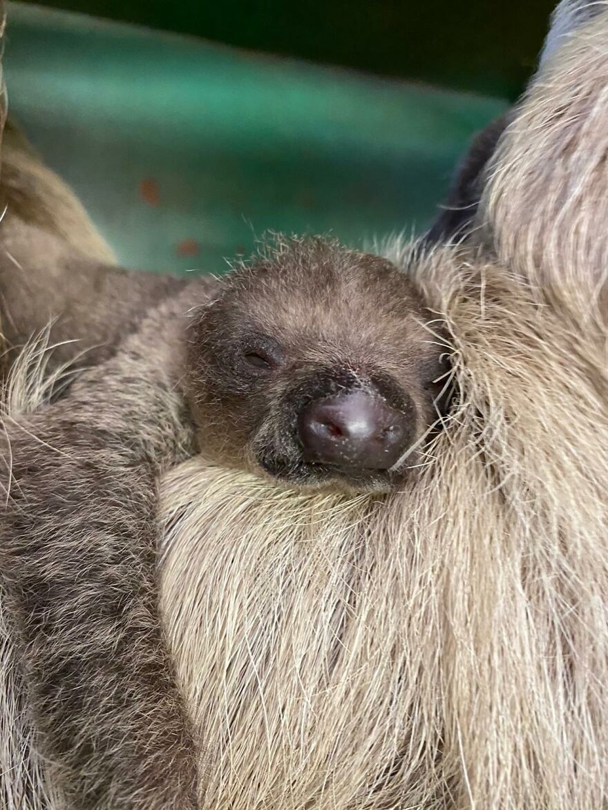 Sussex Zoo Discovers Sloth-Tastic Surprise Baby! Sussex Zoo Discovers Sloth-Tastic Surprise Baby!