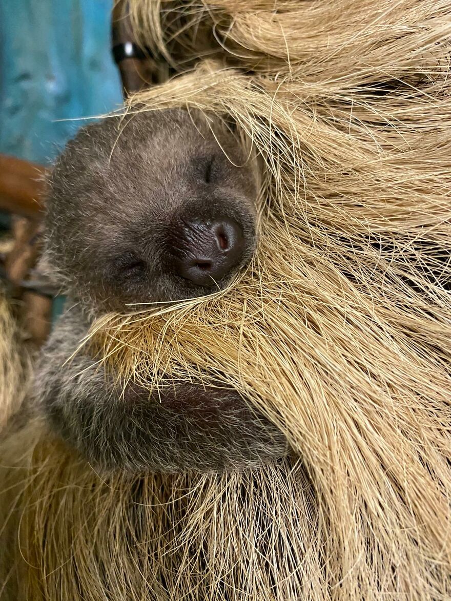 Sussex Zoo Discovers Sloth-Tastic Surprise Baby! Sussex Zoo Discovers Sloth-Tastic Surprise Baby!