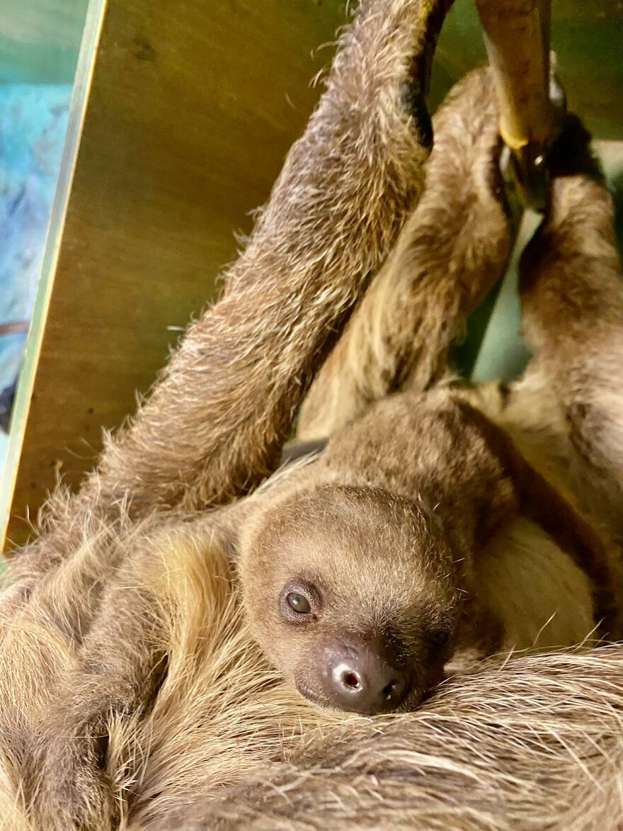Sussex Zoo Discovers Sloth-Tastic Surprise Baby! Sussex Zoo Discovers Sloth-Tastic Surprise Baby!