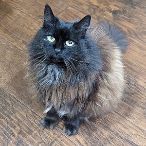 comfortjessica avatar