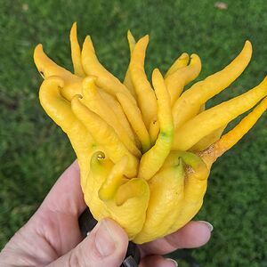 ericajamesventura avatar