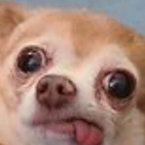 lilykitkatcat avatar